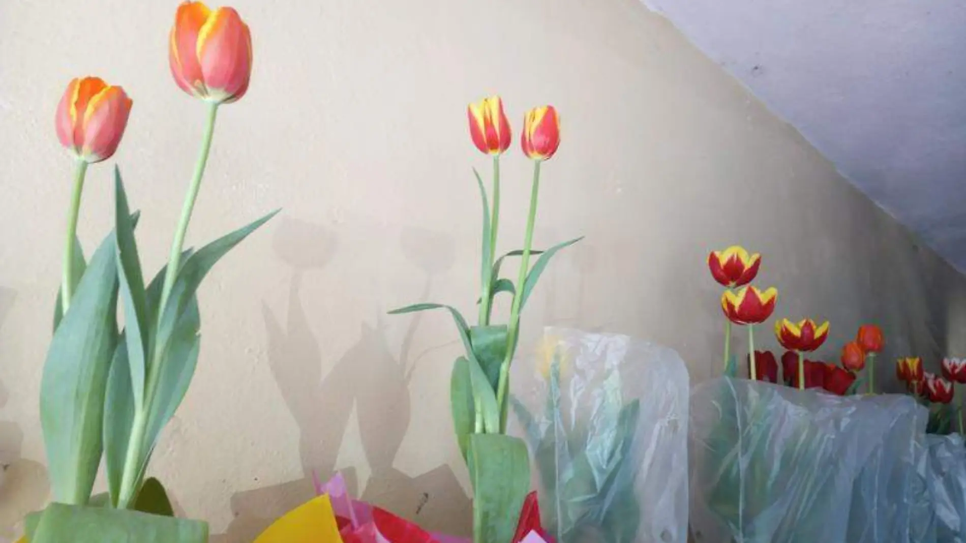 Flores, florería, 14 de febrero, día del amor (2)